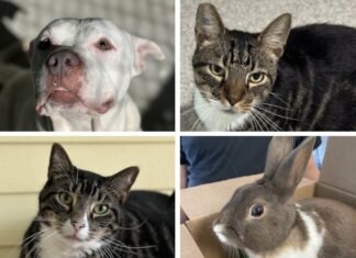 four different pictures of cats, dogs, and rabbits